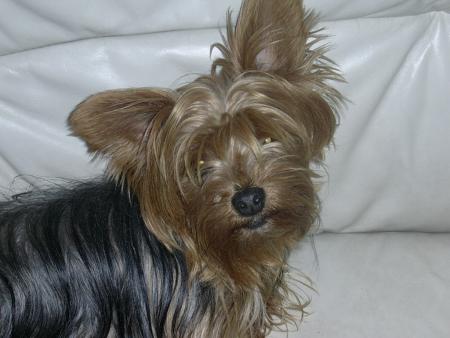 praline